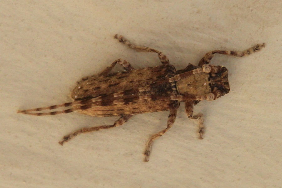 Lepromoris gibba