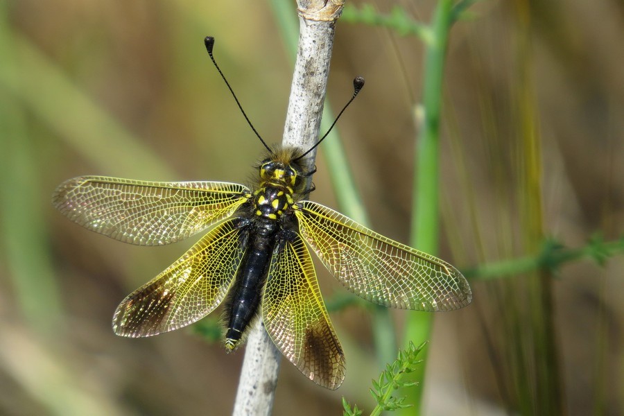 Libelloides icterus