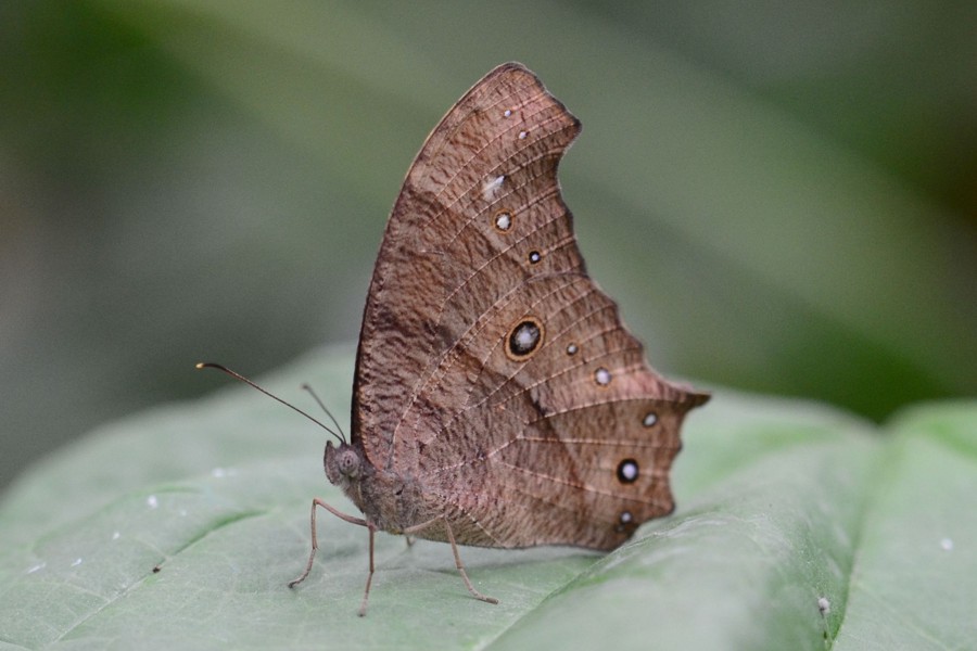 Melanitis leda