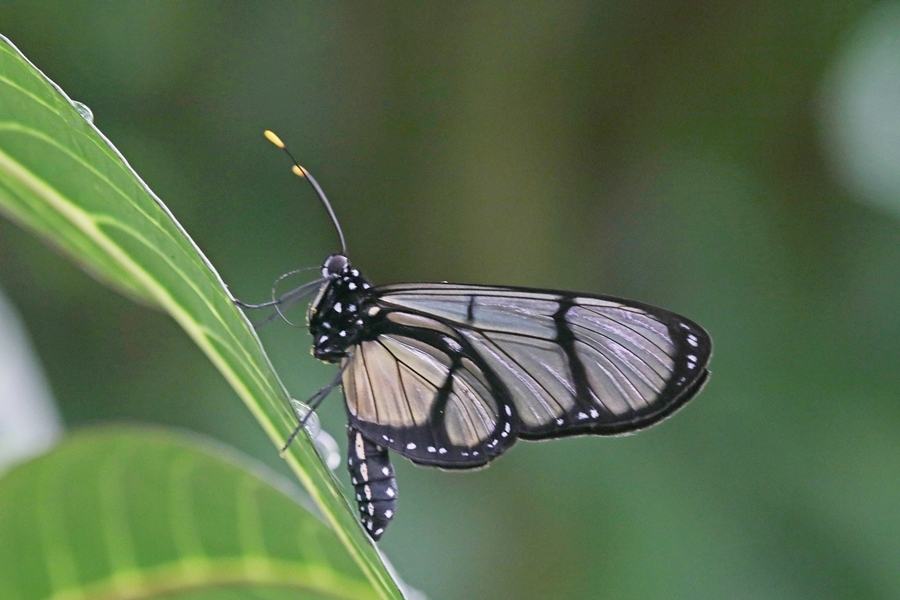 Methona confusa