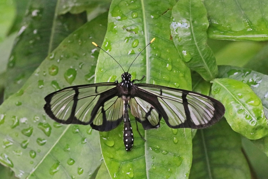 Methona confusa