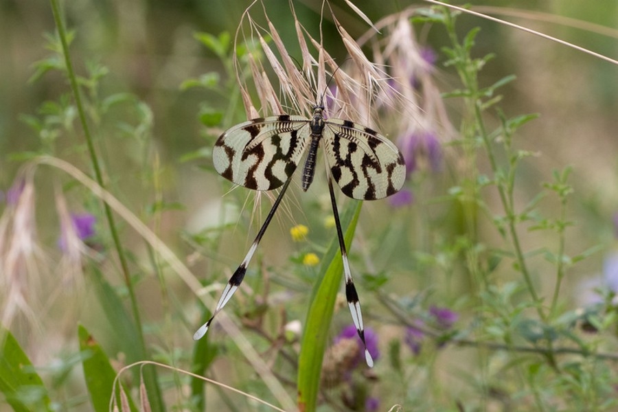 Nemoptera bipennis