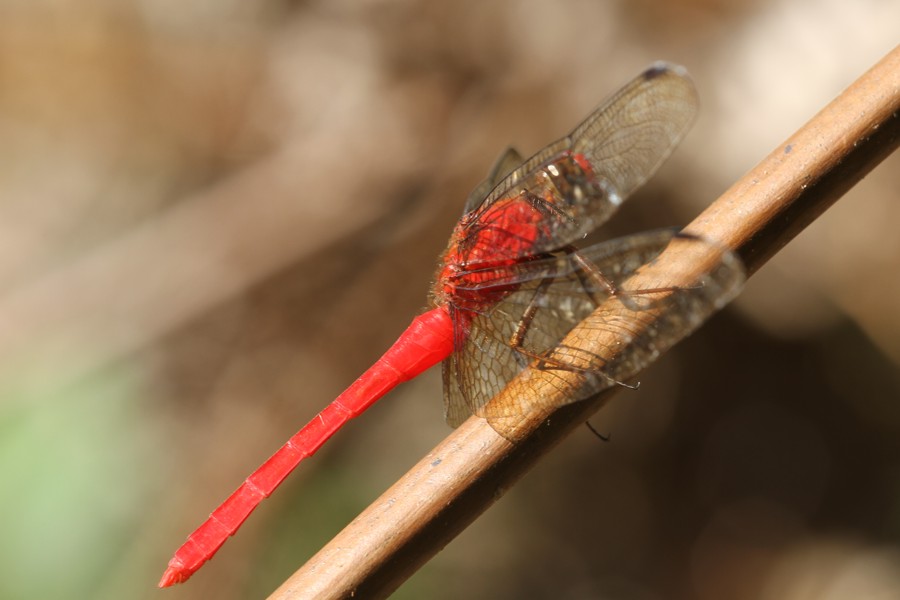 Orthemis discolor