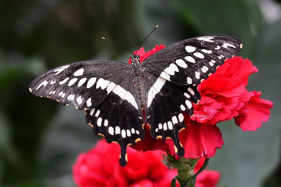 Papilio constantinus