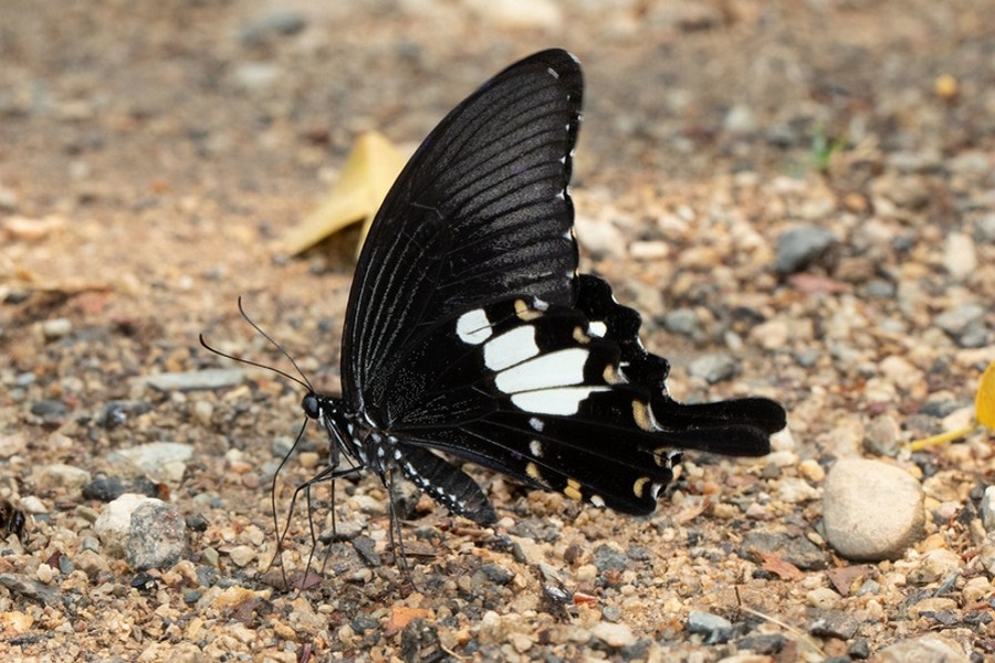 Papilio nephelus