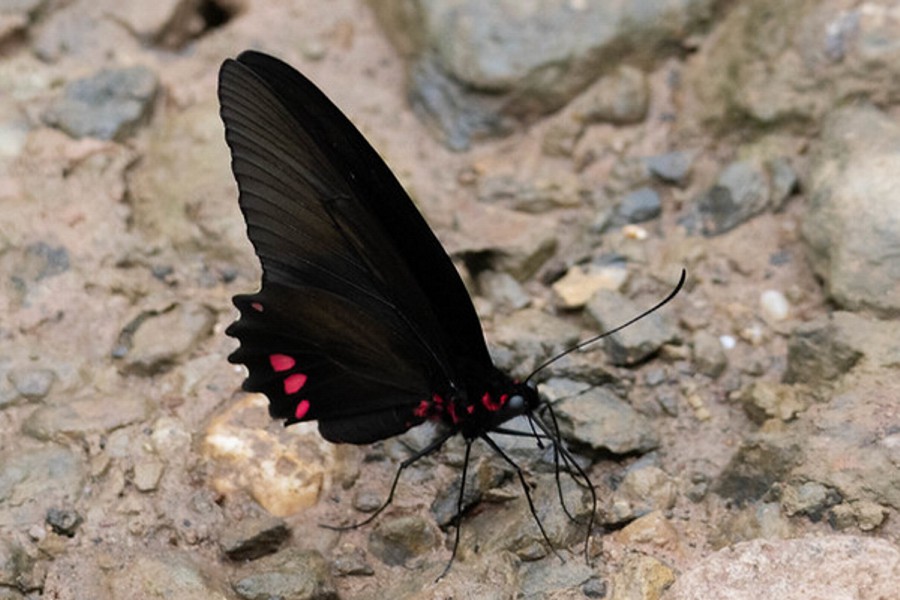 Parides sesostris