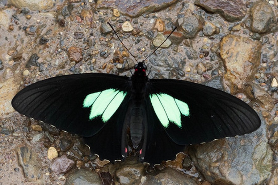 Parides sesostris