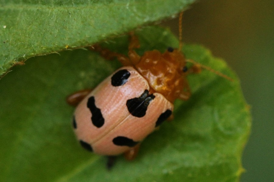 Podontia affinis