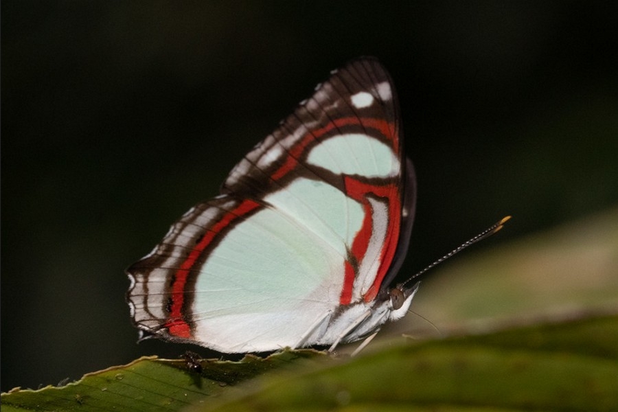 Pyrrhogyra otolais