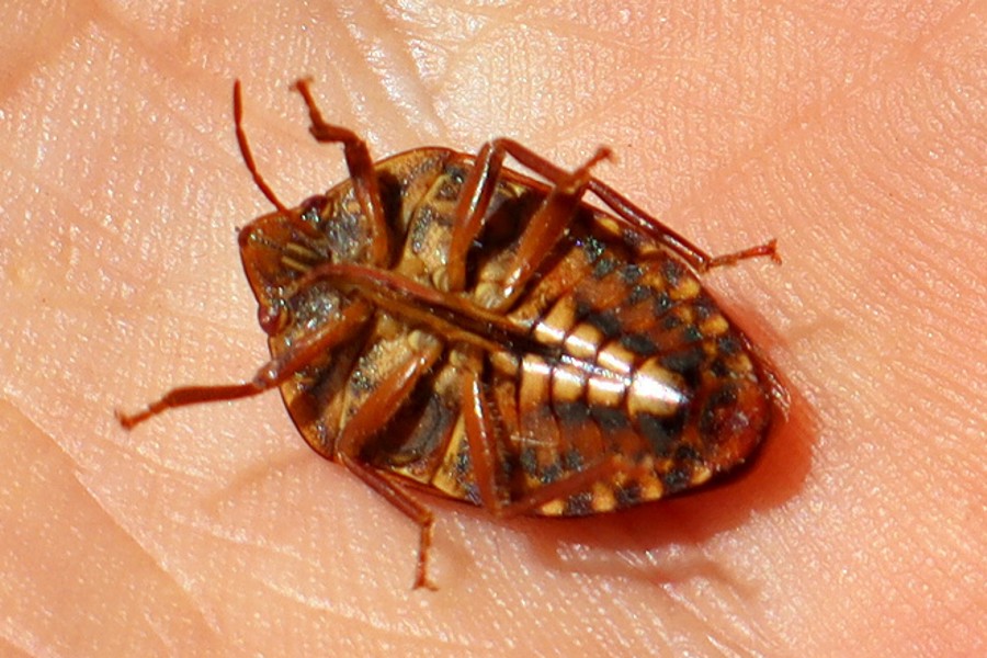 Solenosthedium bilunatum