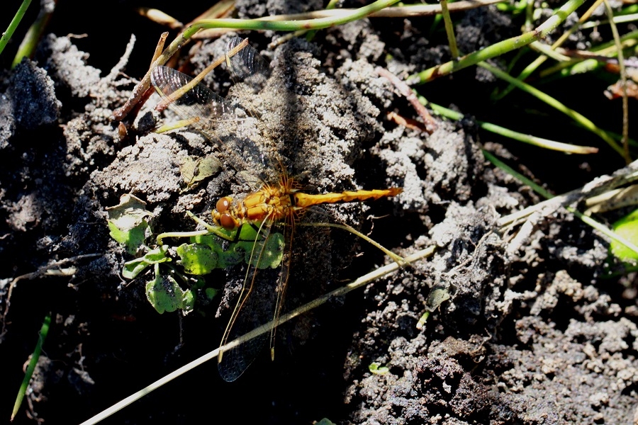 Sympetrum internum