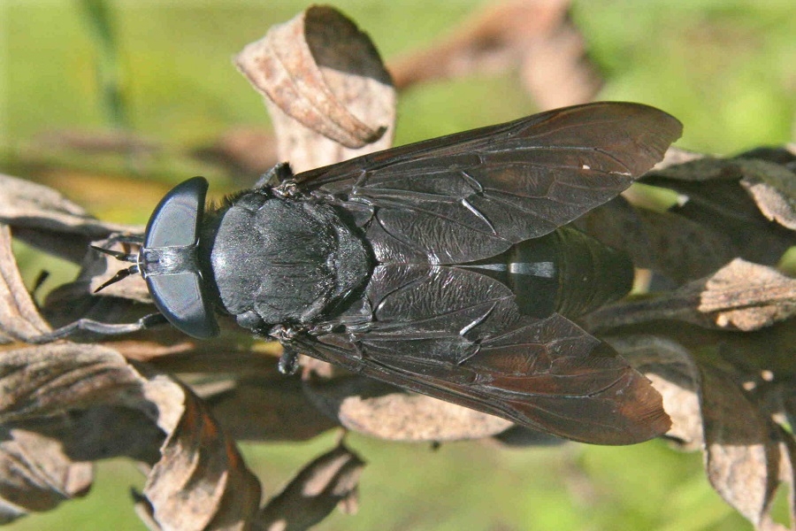 Schwarze Pferdebremse