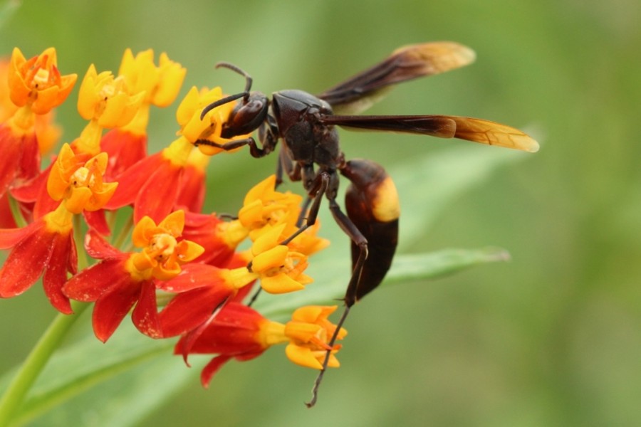 Polistes sagittarius