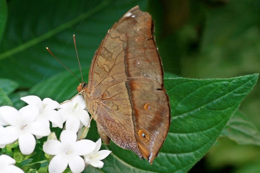 Wandelndes Blatt