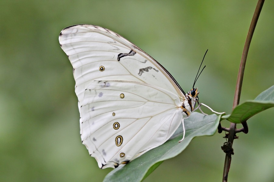 Weißer Morphofalter