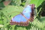 Morpho peleides