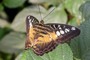 Parthenos sylvia