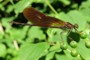 Calopteryx haemorrhoidalis