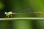 Ceriagrion cerinorubellum