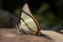 Charaxes dolon