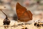 Charaxes bernardus