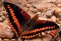 Charaxes lucretius