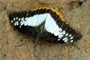 Charaxes protoclea