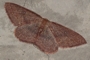 Cyclophora maderensis