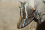 Charaxes jasius