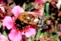 Eristalinus taeniops