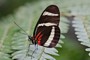 Heliconius hewitsoni