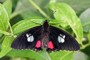 Parides iphidamus