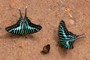 Graphium policenes