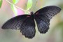 Papilio memnon