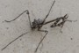 Empusa fasciata