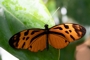 Heliconius pardalinus