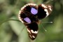 Junonia oenone