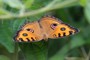 Junonia almana