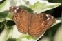 Junonia natalica