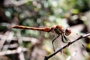 Sympetrum nigrifemur