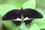 Papilio polytes