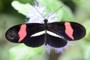 Heliconius erato