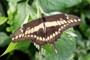 Papilio thoas