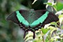 Papilio palinurus