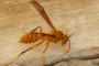 Polistes wattii