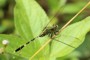 Orthetrum sabina