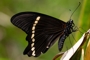 Papilio chrapkowskoides