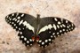 Papilio demodocus