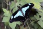 Papilio phorcas