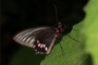 Parides neophilus